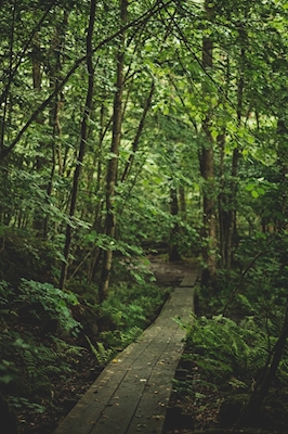 Articulações de caminhada em magic skog