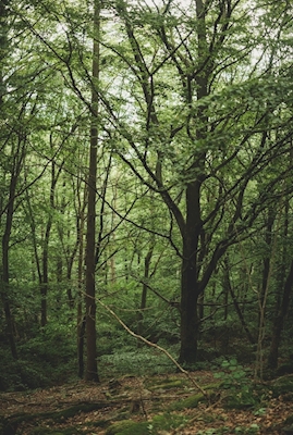 Wysokie drzewa w lesie bukowym