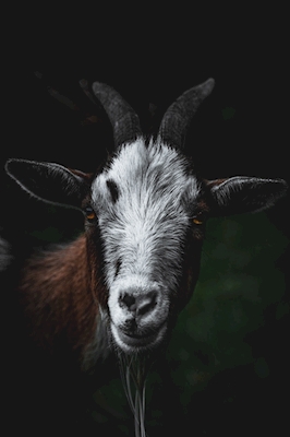 Billy Goat 