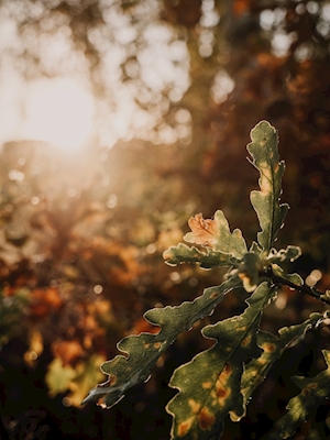 Pôr-do-sol através de folhas de carvalho
