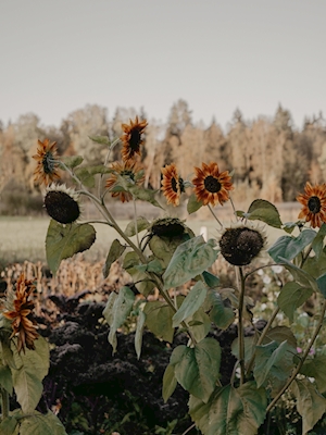 Sunflowers in autumn