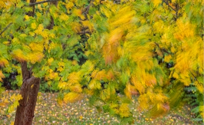 Autumn leaves in wind 1