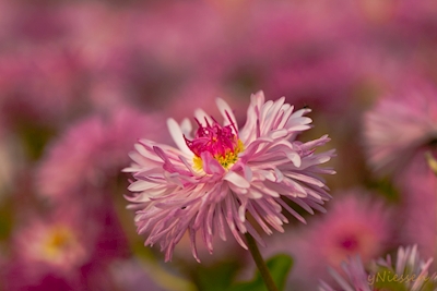 flores cor-de-rosa 