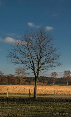 Baum in Engter