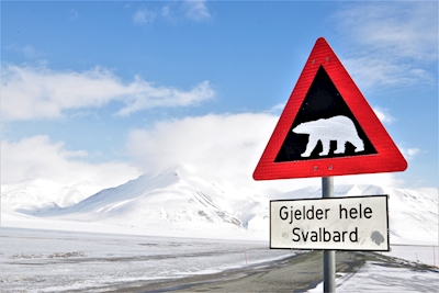 Watch out for polar bear_1