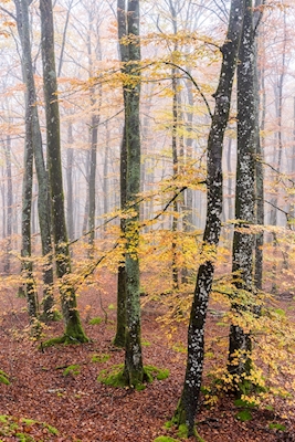 Forêt de hêtres aux couleurs d’automne