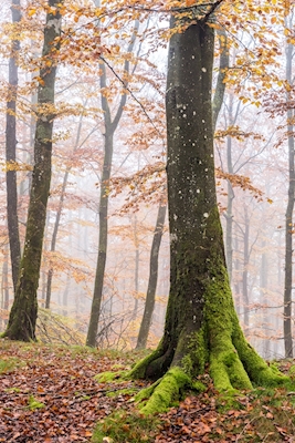 Bukový les v podzimních barvách