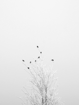 Birds on a tree