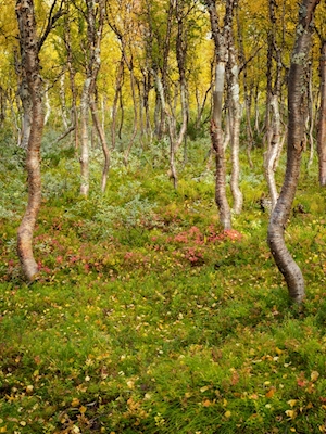 Górski las brzozowy