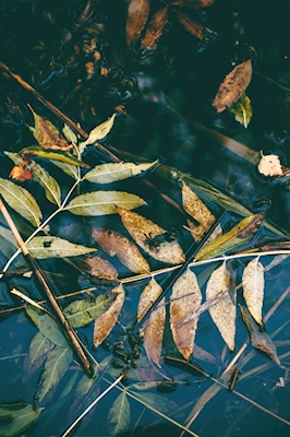Fallende blader