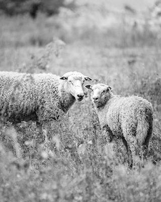 Poserande lammas