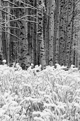 Inverno na floresta de bétula