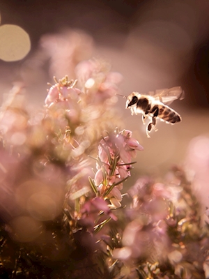 Mehiläinen vaaleanpunainen
