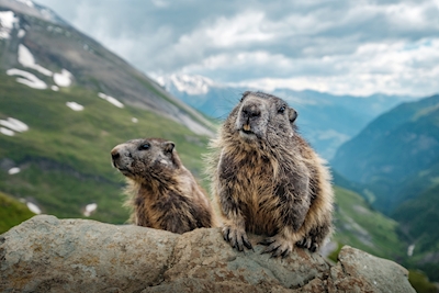 Marmots