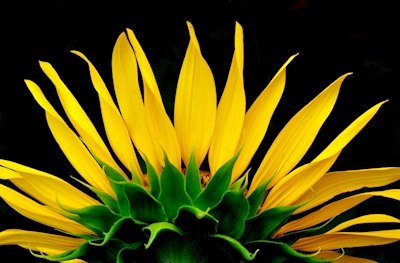 The sunflower 