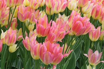 Tulipaner i pastelfarver