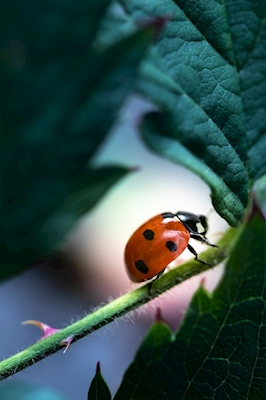 Ladybug in blackberry bush