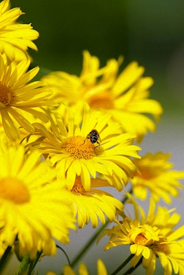 Sommer bie