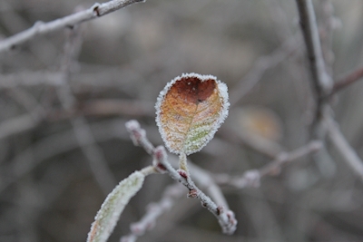 Frostklart blad  