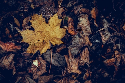 De bladeren van de herfst