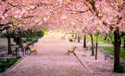 Blomstrende kirsebærtræ