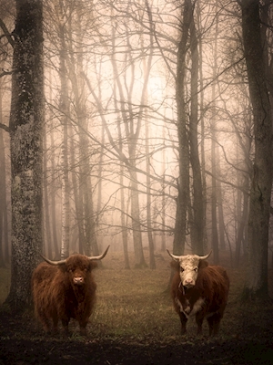 Cows in foggy forest