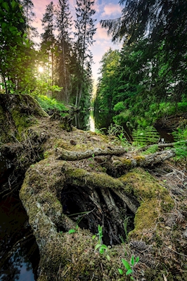 O canal através da floresta