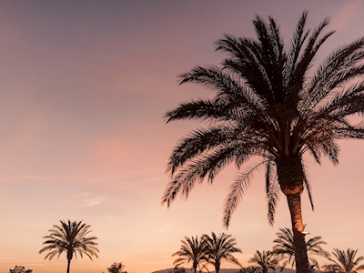 Palmier au coucher du soleil rose