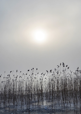 Sun haze with reeds