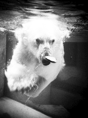 Polar bear in Tokyo
