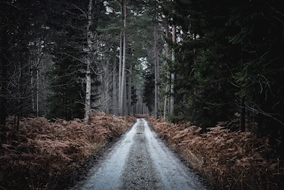 Sweden woods