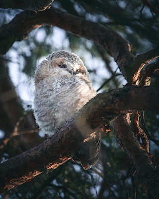 Tawny Owl Junior