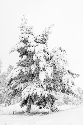 Pinheiro coberto de neve