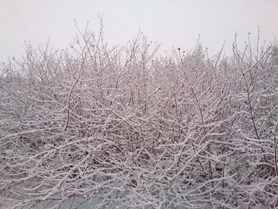 Frostklar natur
