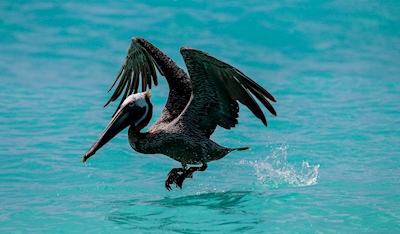 Pelikanen som lyfter