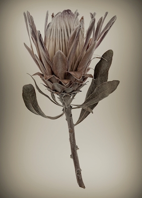 Protea skjønnhet