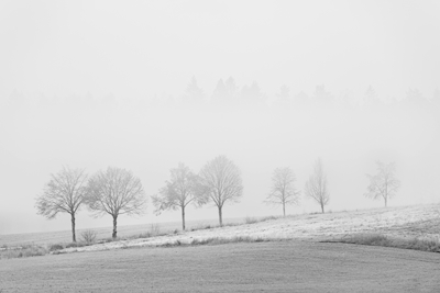 Træer i tåge
