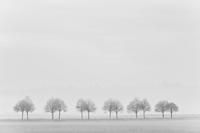 Bomen in mist