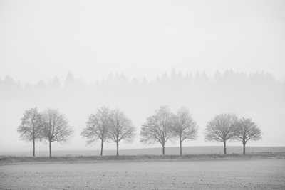 Trees in a fog