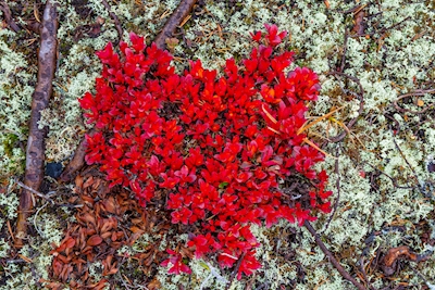 The red heart in nature