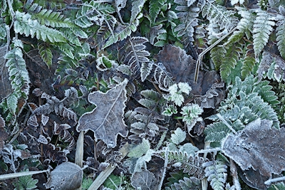 Frosty leafs