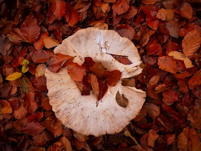Cogumelos de outono