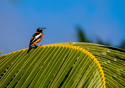 O pássaro na palmeira