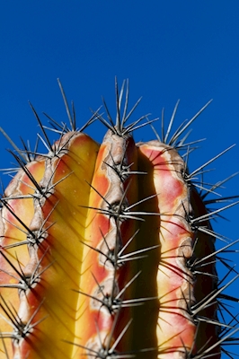 Ostrý žlutý kaktus