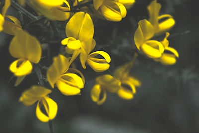 Keltaiset kukat