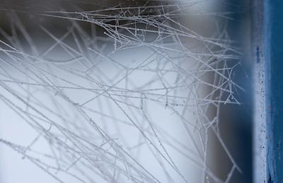 Frosty web