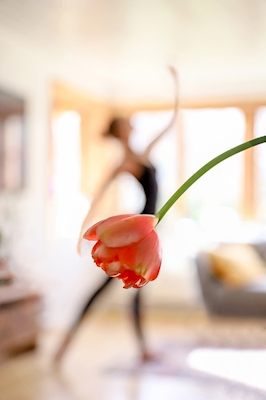 La ballerina dei tulipani.