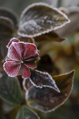 Kolekcja Frosty Flower 1
