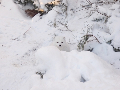 Le renard arctique se fond