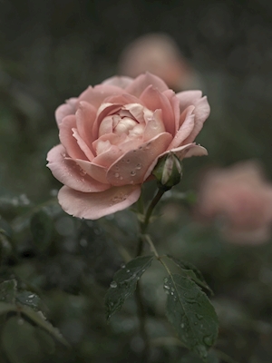 Rose i regn